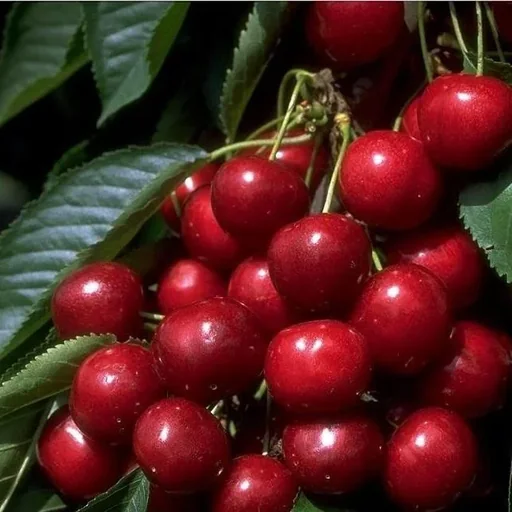 "Dwarf sweet cherry "Sunburst" bush, in 10L container, very high juice content, sweet image"