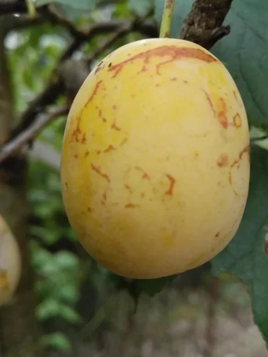 "Mirabelle "Bellamira" bush, in a 10L container, juicy, easy to stone image"