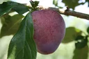 Japanese plum "Santa Rosa" bush, in a 10L container, sweet and juicy