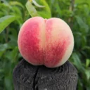 Peach "Early Red Ingelheimer" bush, 10L container