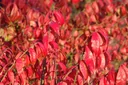Winged spindle tree Euonymus alatus - 12 L pot 80-100 cm