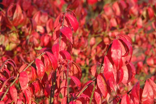 "Winged spindle tree Euonymus alatus - 12 L pot 80-100 cm image"