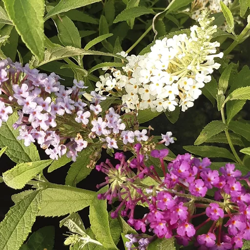 "Dwarf Buddleia Buzz Trio (white blue purple) Buddleja davidii - 7 L pot image"