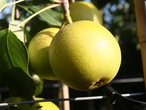 "Nashi pear "Nijiseiki" bush, in a 10L container, firm, juicy flesh with a sweet-sour taste image"