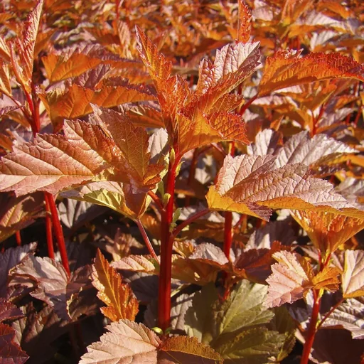 "Pheasant's Spiraea Diable d'Or -R- - Physocarpus opulifolius - 12 L pot 80-100 cm image"