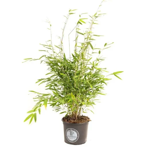 "Flower-up Bamboo "Non-rotting" XL - Fargesia - 70-90 cm - 1 piece image"