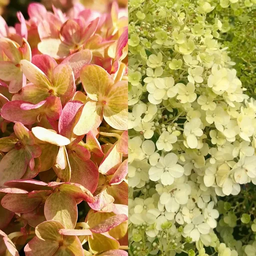 "Panicle hydrangea, Hydrangea pan. "Bobo" + "Little Lime", 4.6L pot, 30-40 cm tall, 2 plants in a set image"