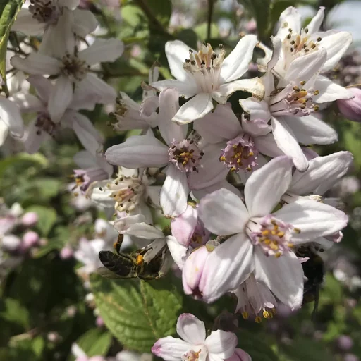 "Mother-of-pearl shrub Kolkwitzia amabilis - 12 L pot 100-125 cm image"