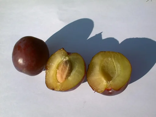 "Plum "The Czar" bush, in a 10L container, very frost-hardy, sweet and sour, delicately spicy and juicy image"