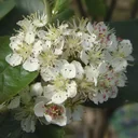 Chokeberry Aronia melanocarpa - 12 L pot 80-100 cm