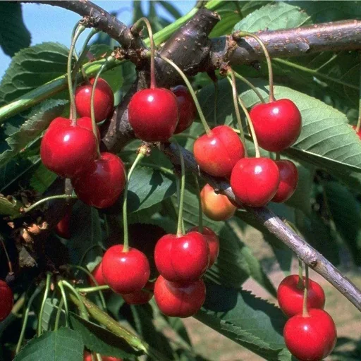 "Sweet cherry "Schneiders Späte Knorpelkische" bush, in a 10L container, very firm, juicy, very good aroma image"