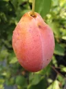 Plum "Tipala" bush, in 10L container, sweet and juicy, easy to stone