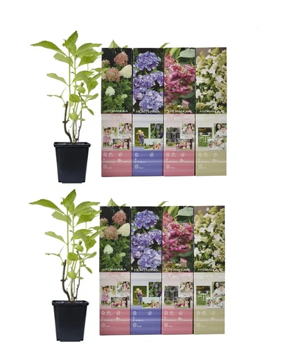 "Blooming set of 8 hydrangeas 30 - 40 cm image"