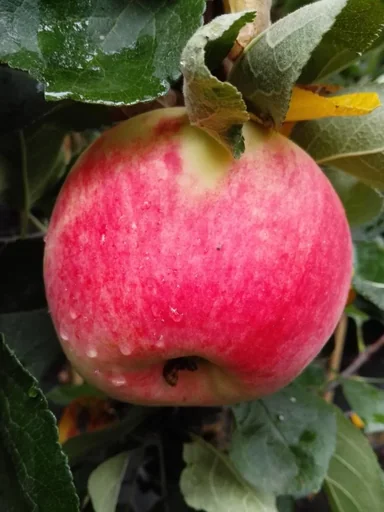 "Apple "Piros" bush, in 10L container image"