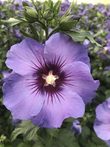 "Hibiscus syriacus Marina - 12 L pot 80-100 cm image"