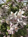 Deutzia Mont Rose - Deutzia hybrida - 12 L pot 80-100 cm
