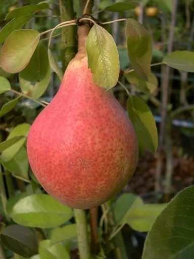 "Pear "Clapps Liebling" bush, in a 10L container, juicy, melting flesh, sweet taste image"