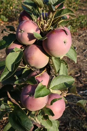 "Columnar apple "McIntosh", 7.5L container, medium-sized, juicy fruits with a lovely aroma image"