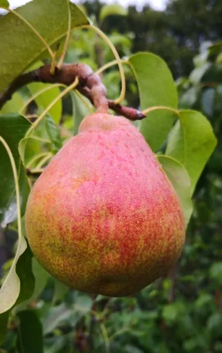 "Pear "Vereinsdechants Kirchensaller" bush, in a 10L container image"
