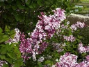 Meyer's Lilac Josee - Syringa meyeri - 7.5 L pot 60-80 cm
