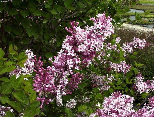 "Meyer's Lilac Josee - Syringa meyeri - 7.5 L pot 60-80 cm image"