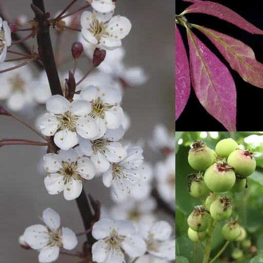 "Bird feeding and protection hedge for 3 m hedge, 80-100 cm high, 7.5 litre pot, 6 pieces in a set, 2 x serviceberry, 2 x blood plum, 2 x spindle tree image"