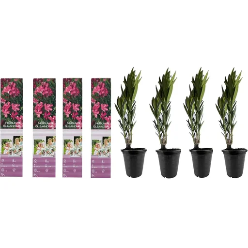 "Flower-up Tropical Nerium oleander plants - 8 pieces - 25-38 cm - hardy evergreen image"