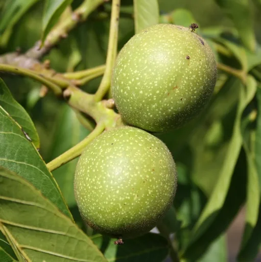 "Walnut "Corne de Perigord", 10L container, nutty and sweet image"