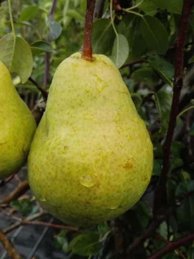 "Pear "Williams Christ" bush, in 10L container, juicy-sweet flesh, nutmeg-like fine aroma image"