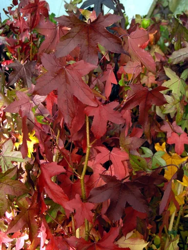 "Sweetgum columnar Liquidambar styracifl. Slender Silhouette - 7 L pot 80-100 cm image"