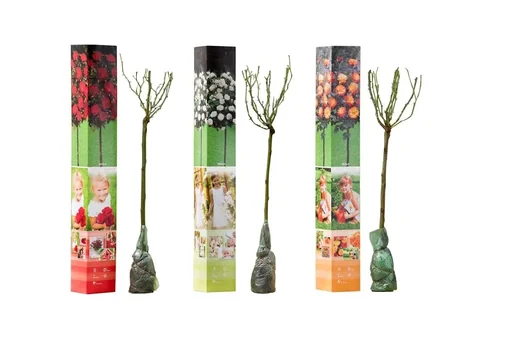 "Flower-up 3er-Set Mini-Standardrosen 55-70 cm image"