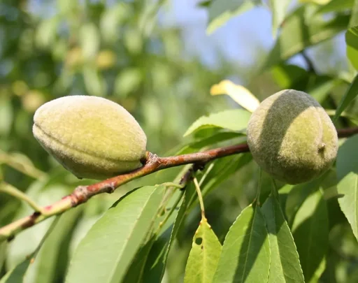 "Almond "Säulenmandel Ferrgnes", 7.5L-Container image"