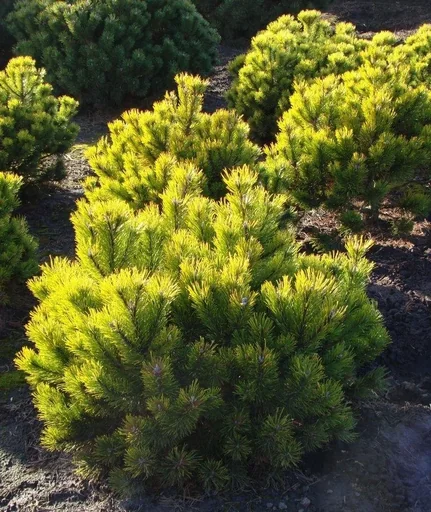 "Mountain pine "Winter Gold", Pinus mugo "Winter Gold", 7.5 litres, pot 30-40 cm high image"