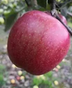 Apple "Braeburn" bush, in a 10L container