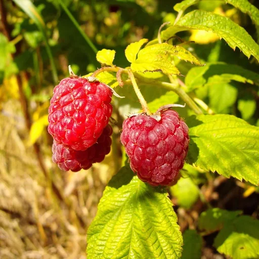 "Raspberry "Meeker", 3.5L container image"