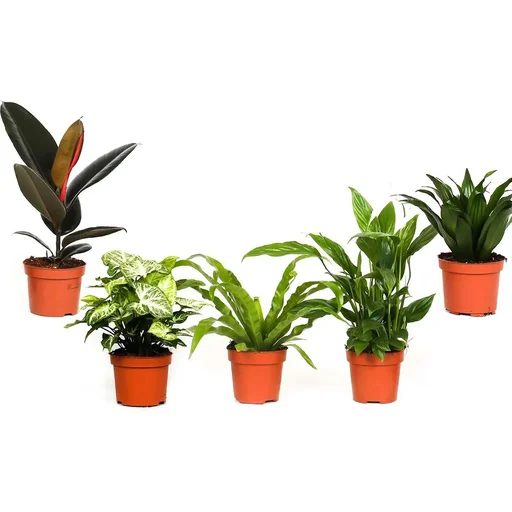 "Bloem-up Air-Purifying Houseplants - Mix Set - 25 - 45 cm - 5 pieces image"