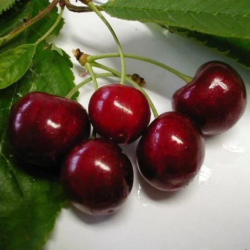 "Sweet cherry "Lapins" bush, in 10L container, high burst resistance, medium-high juice content, extremely sweet image"