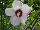 Pinky Spot Hibiscus syriacus - 12 L pot 80-100 cm