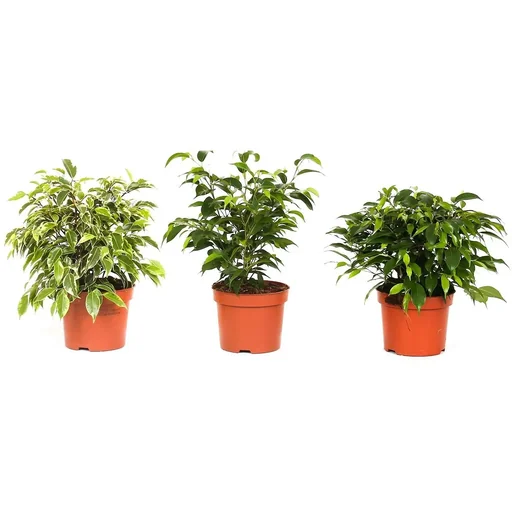 "Flower-up Weeping Figs Ficus Benjamina 3 Pieces 25-35 Cm Ficus benjamina Green Kinky, Kinky & Natasja image"