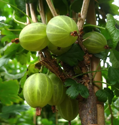 "Green columnar gooseberry "Mucurines" image"