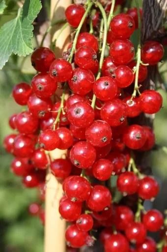 "Säulenjohannisbeere rot "Jonkheer v. Tets" Säule, in a 3.5L container image"