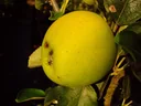 Columnar apple "Goldspur", 7.5L container, medium-sized, crisp, juicy and sweet, with low acidity