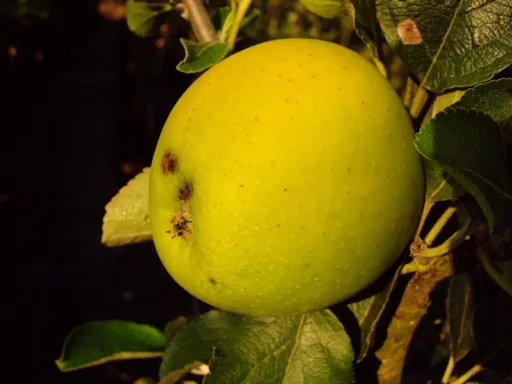 "Columnar apple "Goldspur", 7.5L container, medium-sized, crisp, juicy and sweet, with low acidity image"